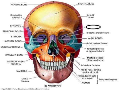 Anatomy bones, Human skull anatomy, Basic anatomy and physiology