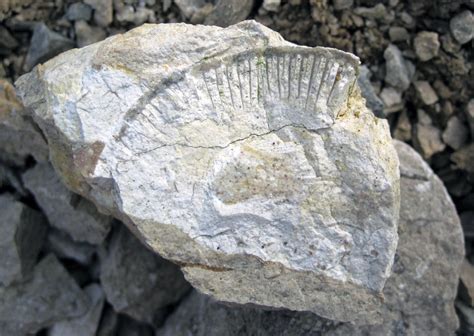 White fossiliferous chert in limestone (Columbus Limestone… | Flickr