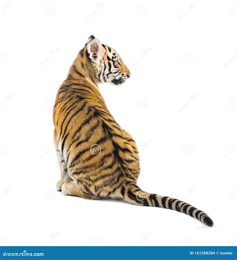 Back View on a Two Months Old Tiger Cub Sitting Stock Photo - Image of ...