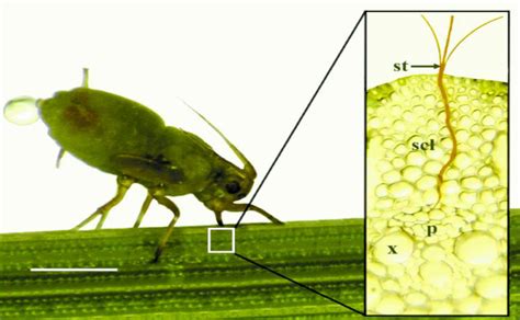 Figure 1 from Candidate genes for resistance and susceptibility to the bird cherry-oat aphid ...