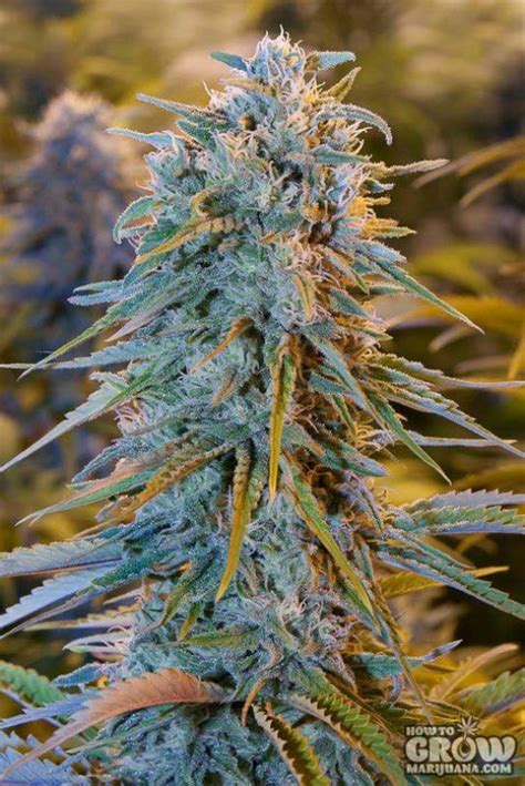 Humboldt Organisation - Blue Dream Feminised Seeds