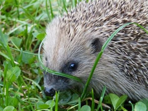 Hedgehog,animal,spikes,mammal,cartoon - free image from needpix.com