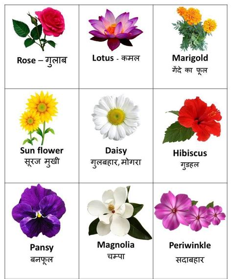 Flowers Name in Hindi and English | फूलों के नाम - Digitalstudyhindi