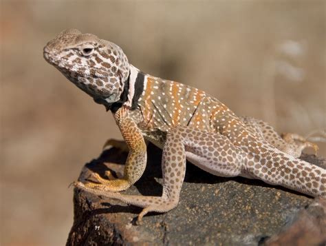 In Photos: Flashy Collared Lizards of the North American Deserts | Live ...