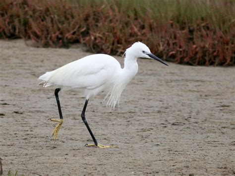 Little Egret Breeding Plumage