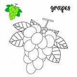 Premium Vector  Coloring Page grapes Coloring sketch template