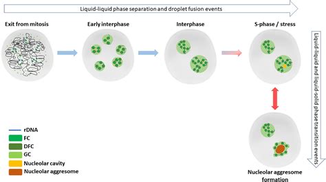 Frontiers | Phase-to-Phase With Nucleoli – Stress Responses, Protein Aggregation and Novel Roles ...