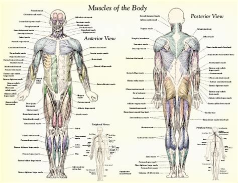 Muscle Anatomy Muscles Body Labeled : Biological Science Picture Directory – Pulpbits.net