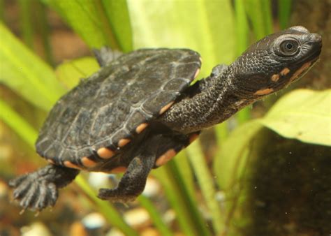 Eastern Long Neck Turtle (Hatchling) | ubicaciondepersonas.cdmx.gob.mx