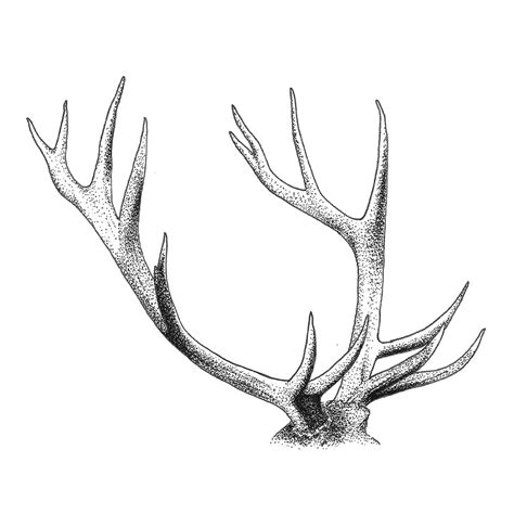 Elk Antler Drawing - Drawing.rjuuc.edu.np