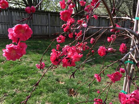 Beautiful Ornamental Weeping Peach Tree • Sugar-Sunshine-and-Flowers