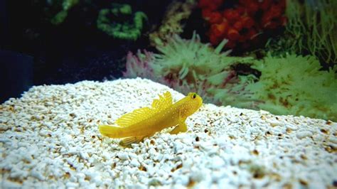 Yellow Watchman Goby Care Guide