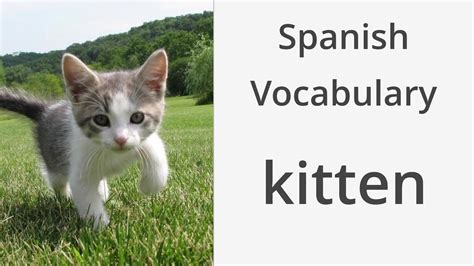 How to say "Kitten" in Spanish - YouTube