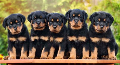 Rocking Rottweiler Temperament Traits, Personality and Behavior