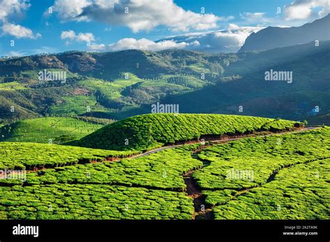 Tea plantations in Kerala, India Stock Photo - Alamy