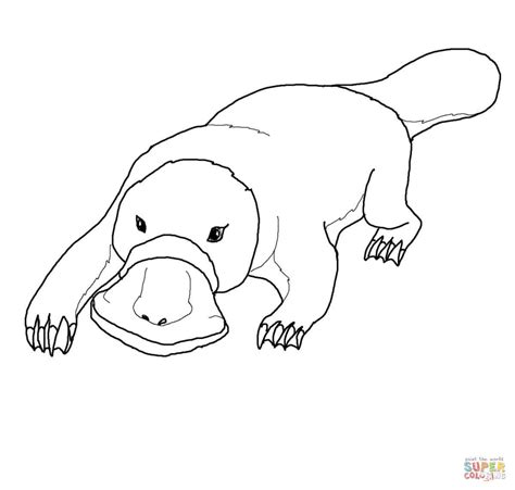 Platypus Coloring Pages - Kidsuki