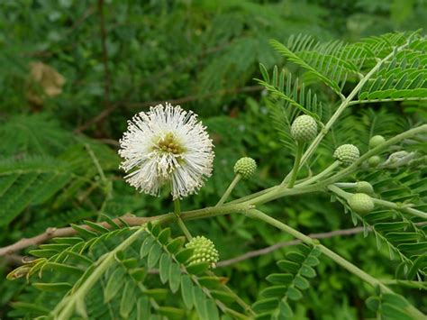 Leucaena leucocephala | Leucaena leucocephala is an invasive… | Flickr