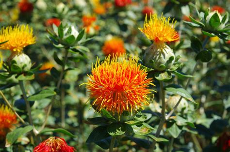 Safflower: benefits, uses & planting - Plantura