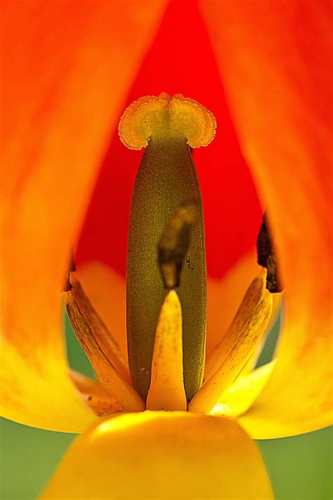 Tulip Close Up Flower - Free photo on Pixabay - Pixabay