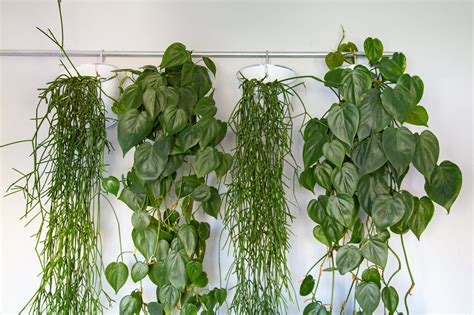 Trailing houseplants: 8 hanging plants for an indoor jungle feel