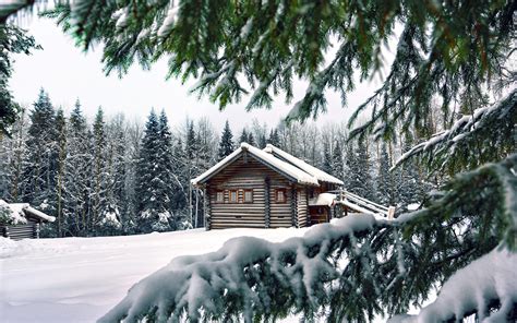 Winter Pine Trees Wallpaper - WallpaperSafari