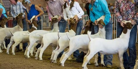 2018 Livestock Show - Exhibitor Information | State Fair of Texas