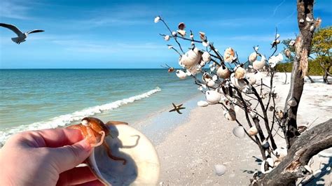 This Florida island is teeming with wildlife! 🐬🐙🦀🐟 Honeymoon Island ...