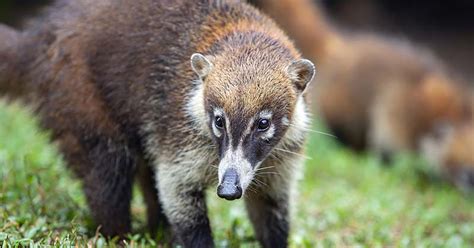 White-nosed Coati (Coatimundi) in Texas - Texas Wildlife Exemptions ...