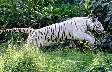 25 Surprising White Tiger Facts For Kids (2024) - Milwaukee With Kids
