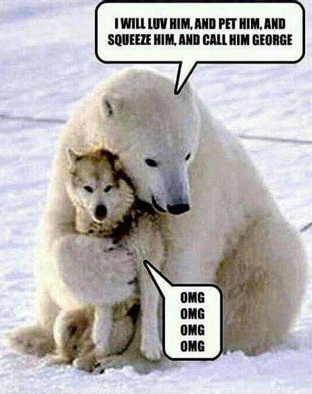 Pin by Sherrie Boyle on funny posts | Funny bears, Funny animal pictures, Cute animals