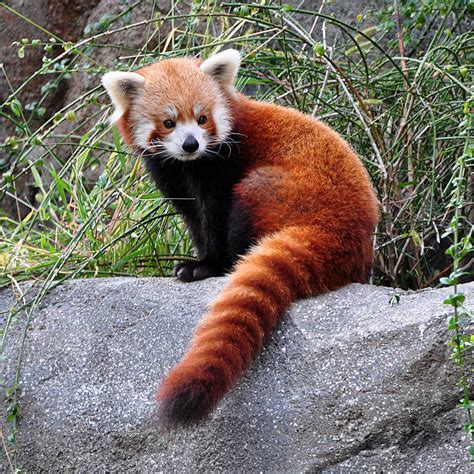 Panda Merah Foto Stok, Potret & Gambar Bebas Royalti - iStock