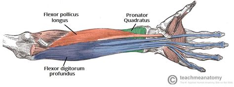 Muscles of the Anterior Forearm - Flexion - Pronation - TeachMeAnatomy