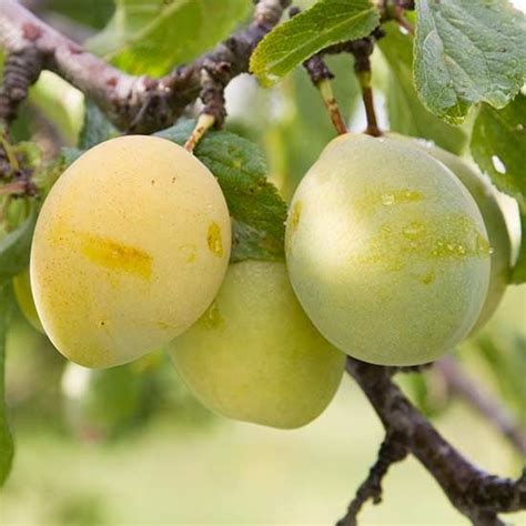 Plum Tree 'Coe's Golden Drop' | Plum, Fruit garden, Plum tree