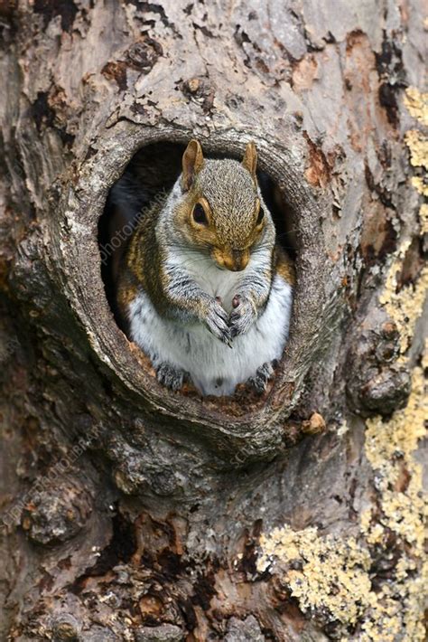 Grey squirrel in a tree - Stock Image - C033/6242 - Science Photo Library