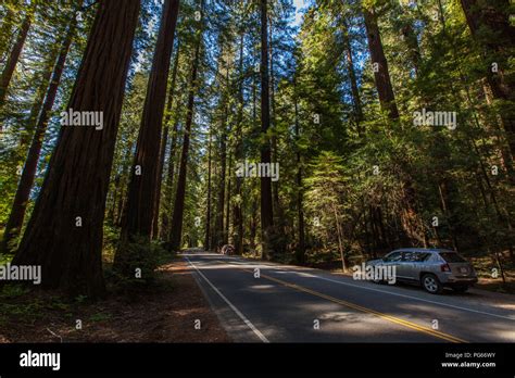 Avenue of the Giants Stock Photo - Alamy