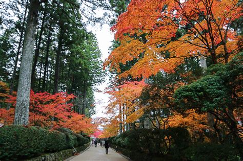 Autumn Color Report 2015: Koyasan Report