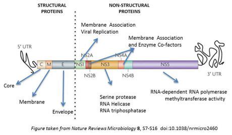 Significance of Serological Markers in the Diagnosis of Dengue :: Erba ...