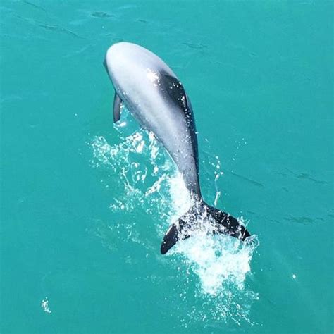 Akaroa Dolphins - Ce qu'il faut savoir pour votre visite - TripAdvisor