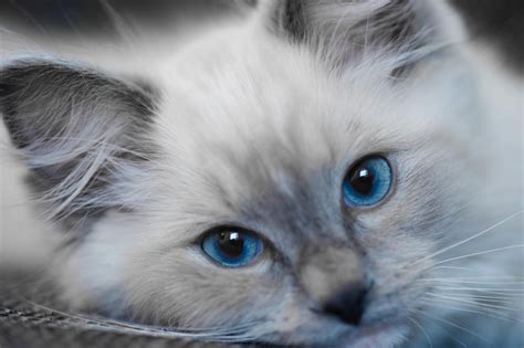 Blue colorpoint ragdoll | Pretty cats, Ragdoll, Dog cat