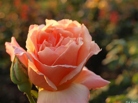 Sunrise at the Rose Gardens - Pacific Northwest Photoblog