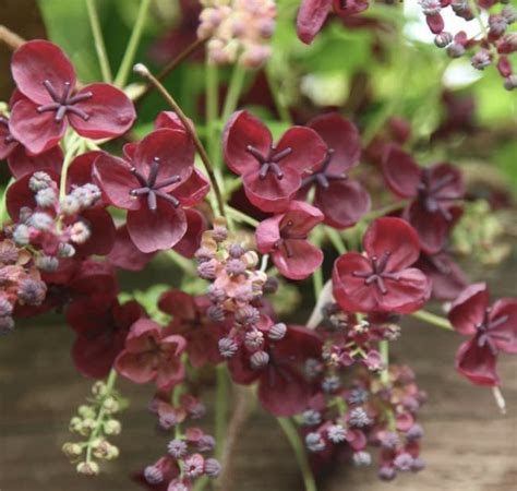 Climbing plants for shade – 10 varieties to choose from | Livingetc