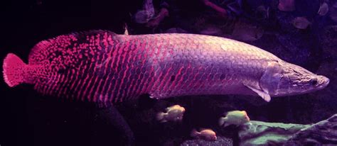 Arapaima size, feed, care and conservation status. - Kaivalaya's Ani-Mall - Blog