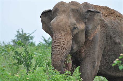 Udawalawe-elephants-National-Park01 - Grand Udawalawe Safari Resort