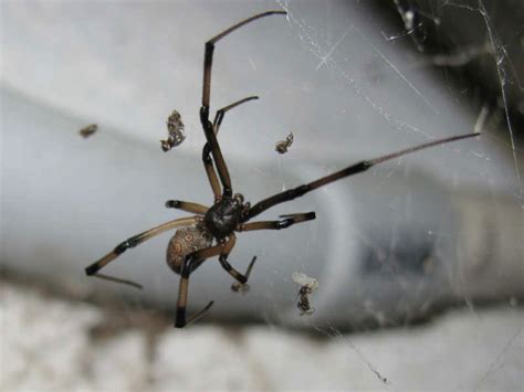 Brown Widow Spider (latrodectus geometricus)