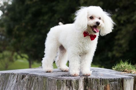 The 184 Most Popular French Poodle names | Dog Names from Rover.com