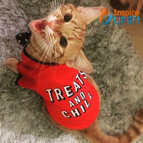 "Treats And Chill" Dog & Cat T-Shirt #inspireuplift #clothes #cat #cozy #dog #cute #adorable # ...