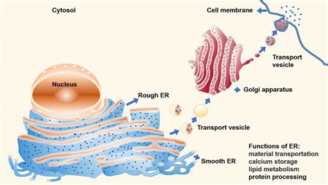 ER structure and function: RER and SER and their functions | Download Scientific Diagram