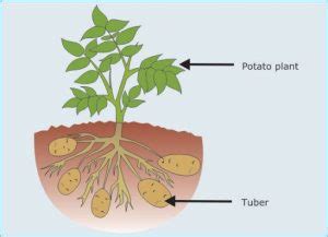 The asexual reproduction by tubers in plants | Science online