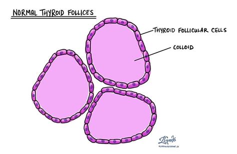 Thyroid Follicle Histology