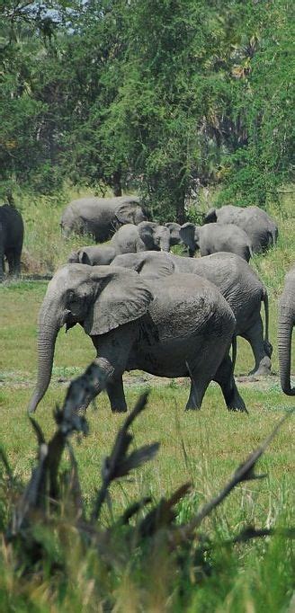 Kakum National Park Ghana | Animals beautiful, Animals wild, Elephant ...